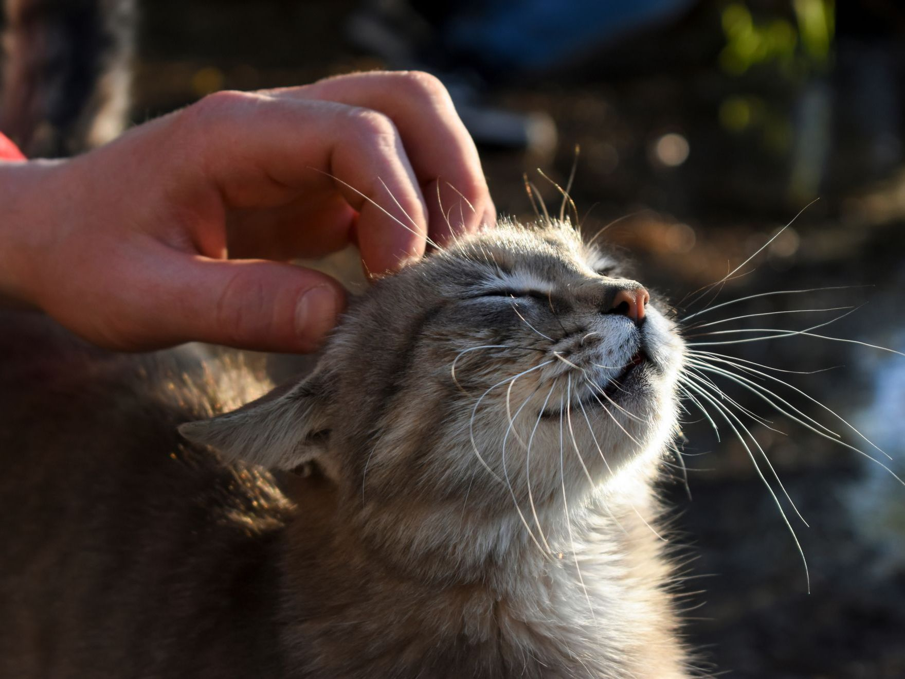 la tête d'un chat heureux, les yeux fermés, se faisant caresser