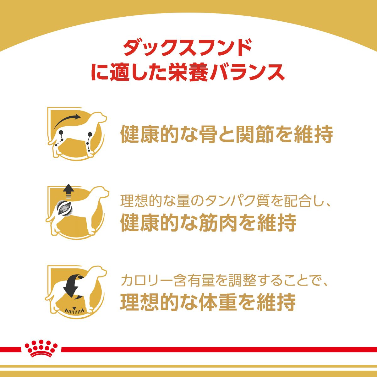 ダックスフンド 成犬用