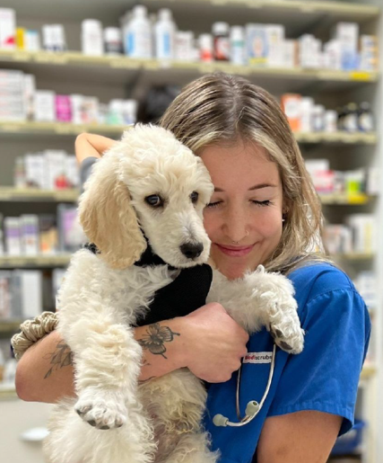 Maine Coon kitten lying down in black and white on a white background
