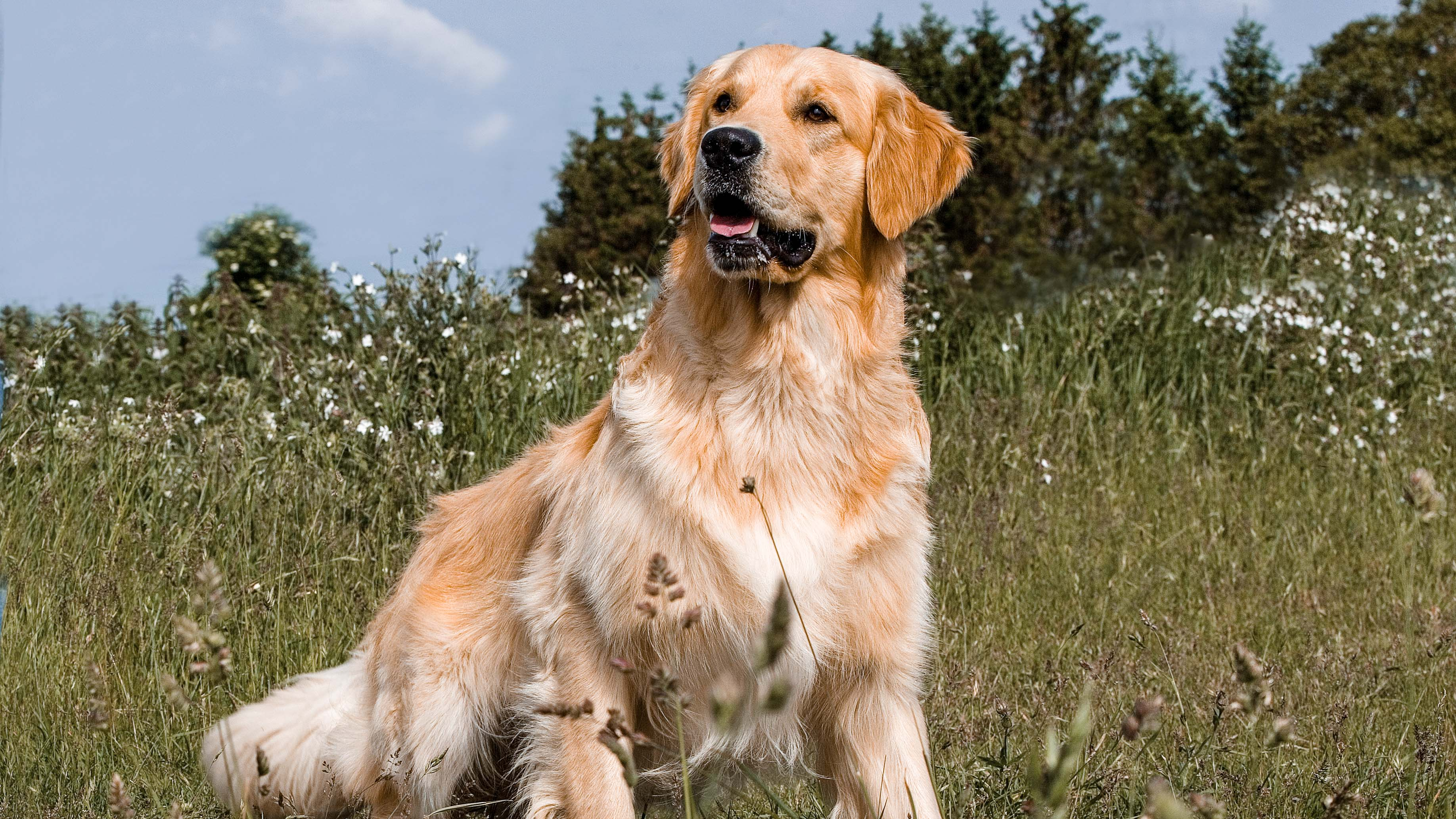 Golden retriever adult outside in long grass