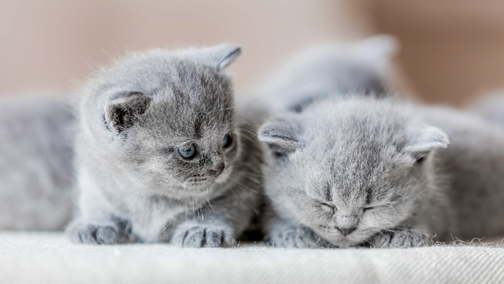 British shorthair kittens lying together indoors