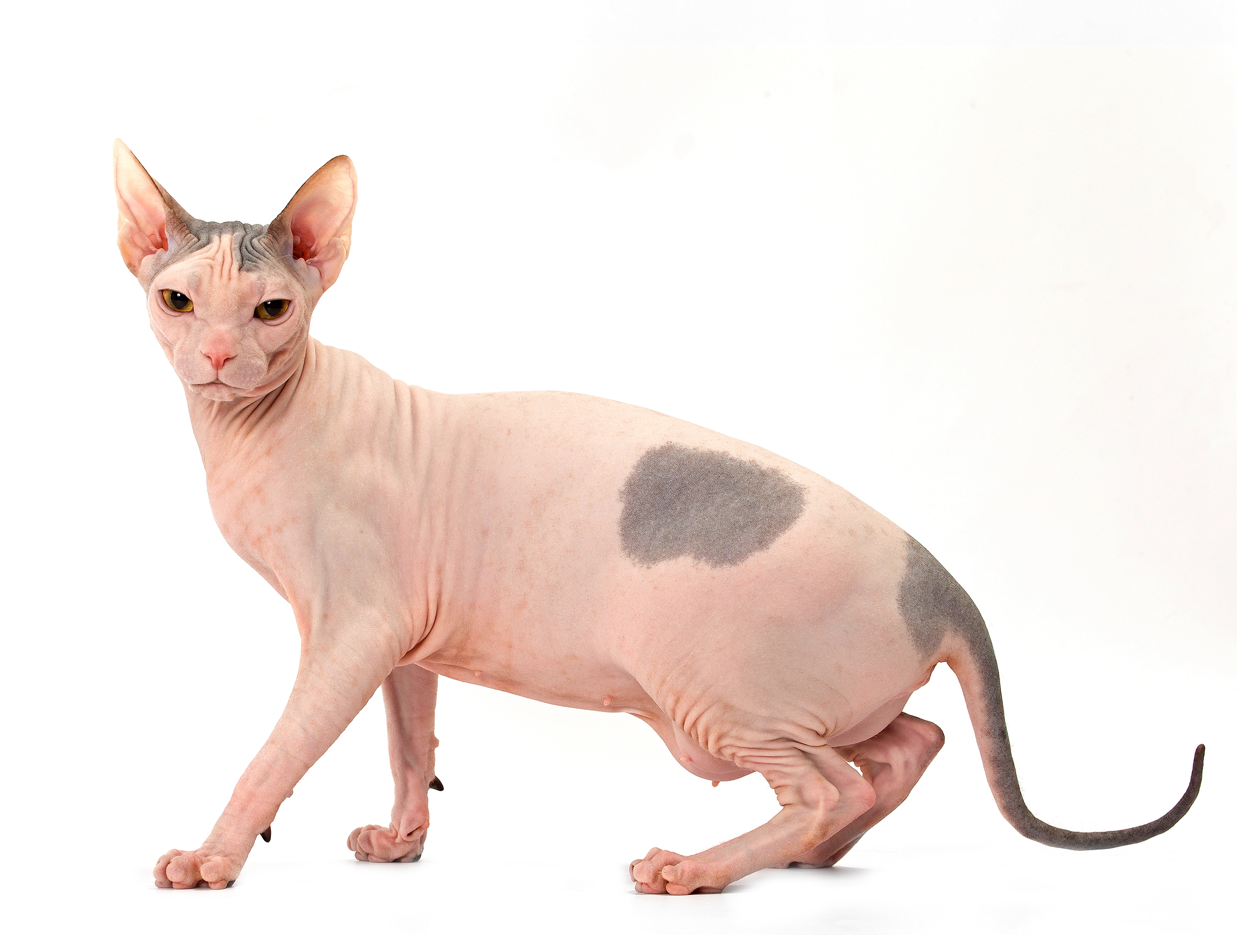 Don Sphynx adult black and white