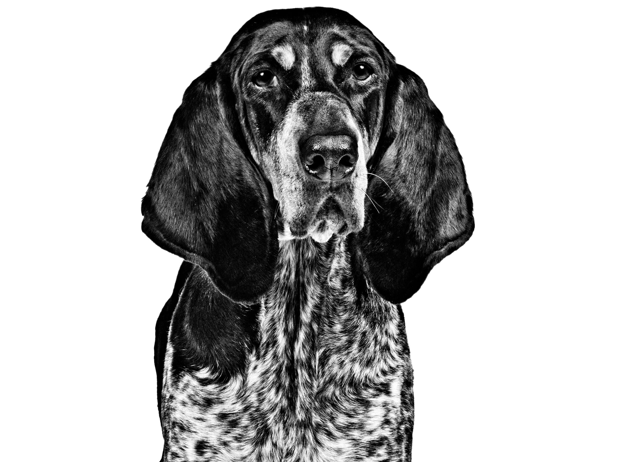 Great Gascony Blue Royal Canin