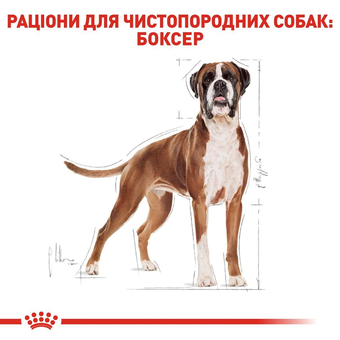 Boxer Adult
