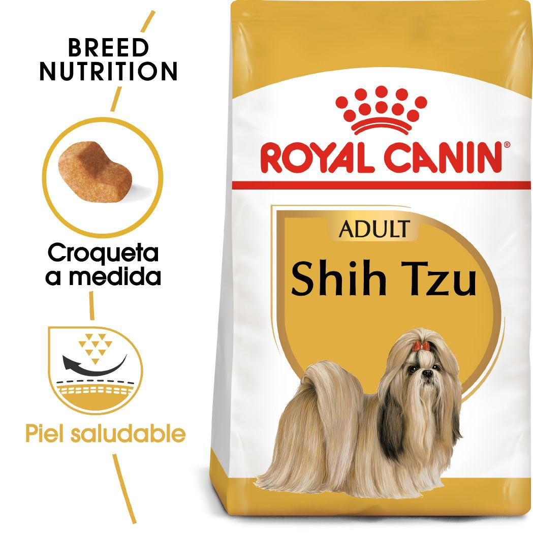 Shih Tzu Adult
