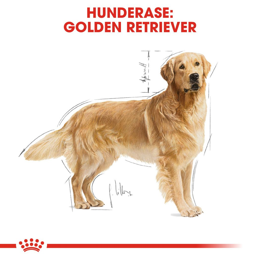 how much do golden retrievers cost in australia