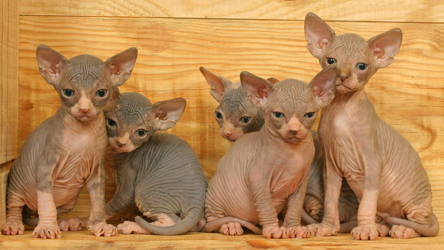 Five Sphynx cat kittens sitting in a wooden crate