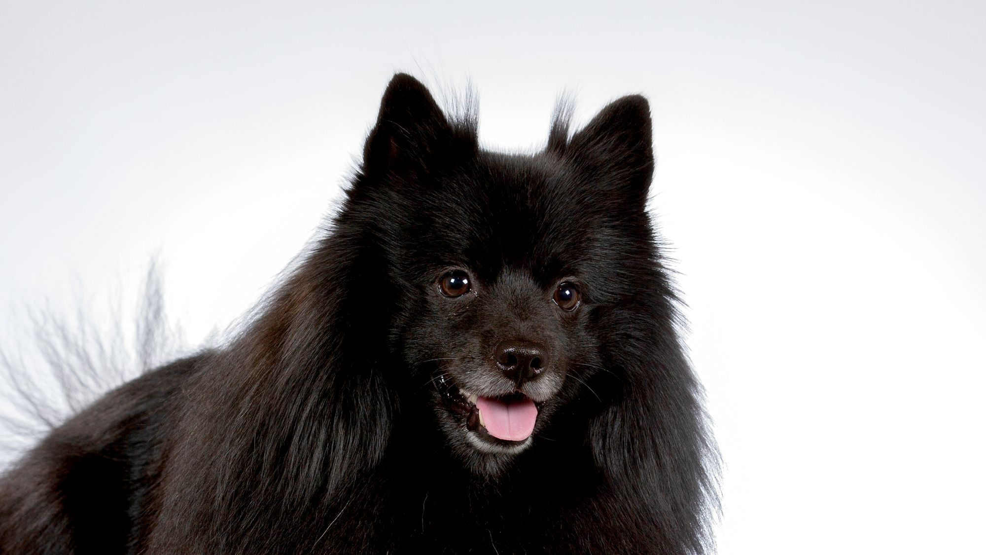 Gros plan d'un spitz noir regardant l'appareil photo, gueule ouverte