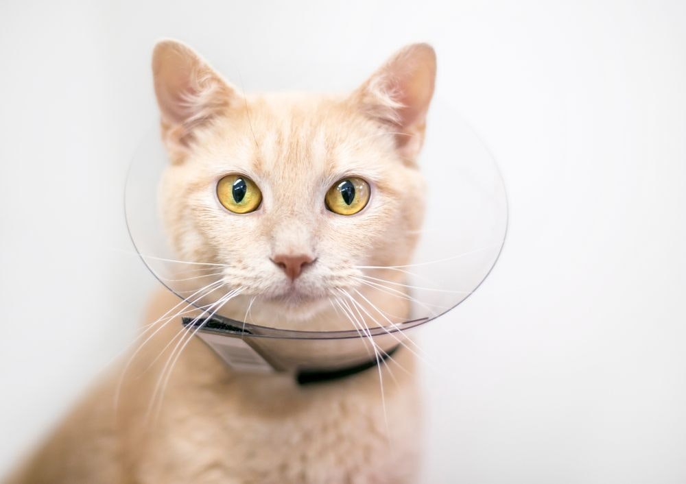 Cat with Elizabethan Collar