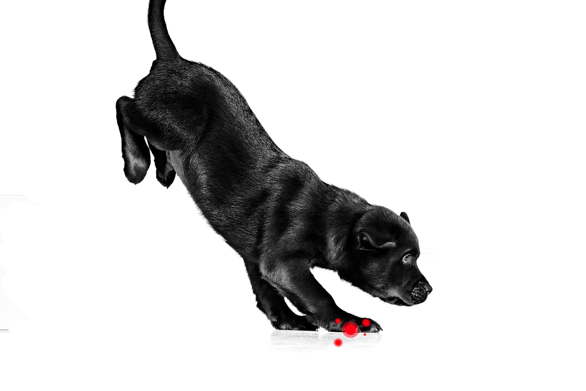 Labrador Retriever-puppy in zwart-wit springend