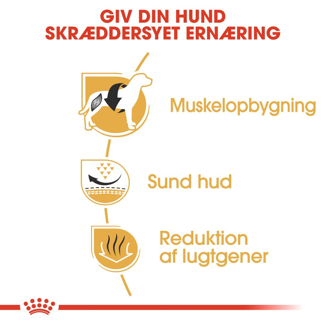 French Bulldog Adult