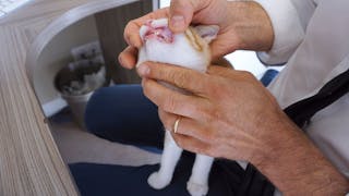 Die Drei-Schritte-Konsultation bei Katzenwelpen 
