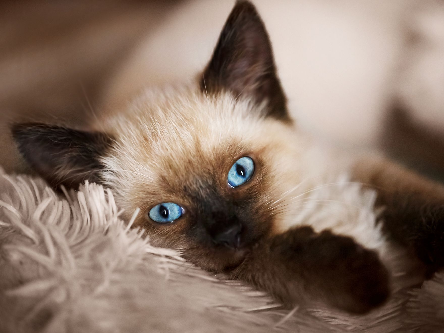 Gato balinés, con ojos azules, acostado en el sofá