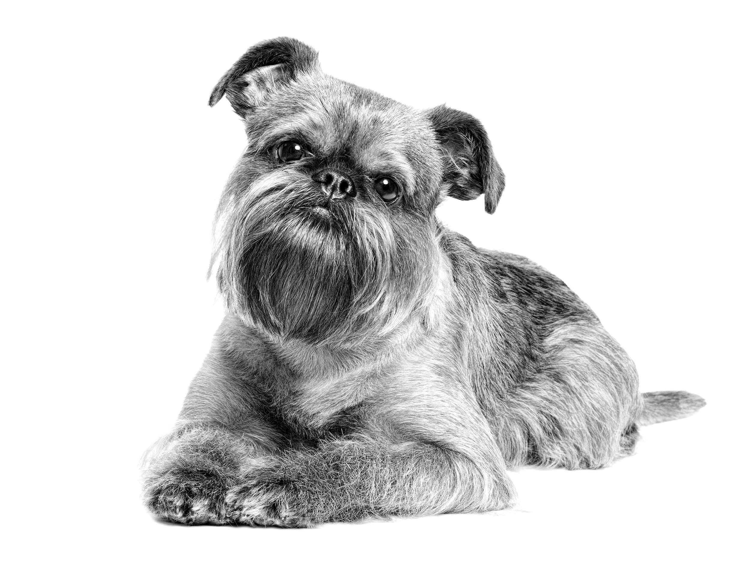 white brussels griffon