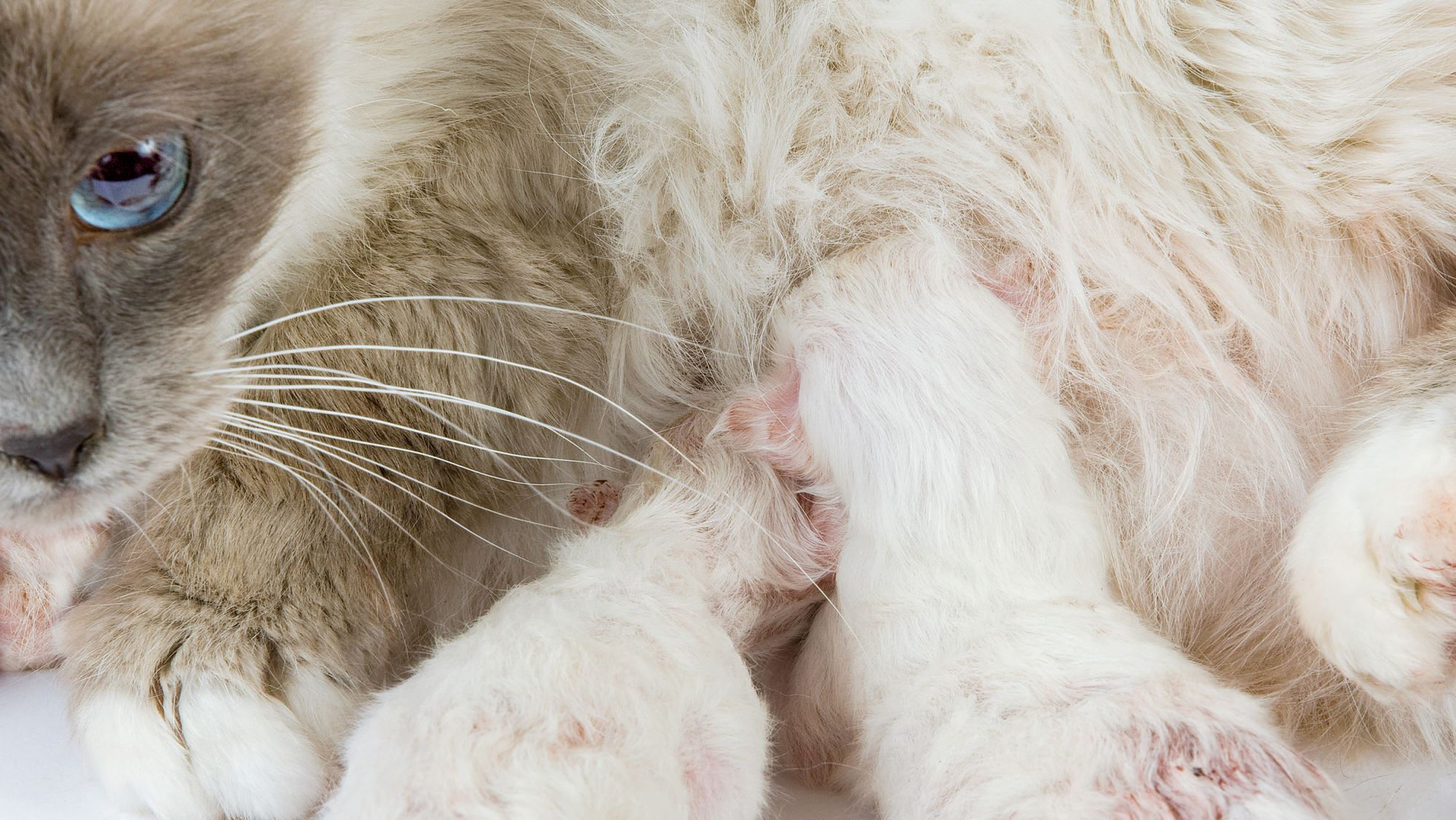 alt="Mother cat with baby kittens"