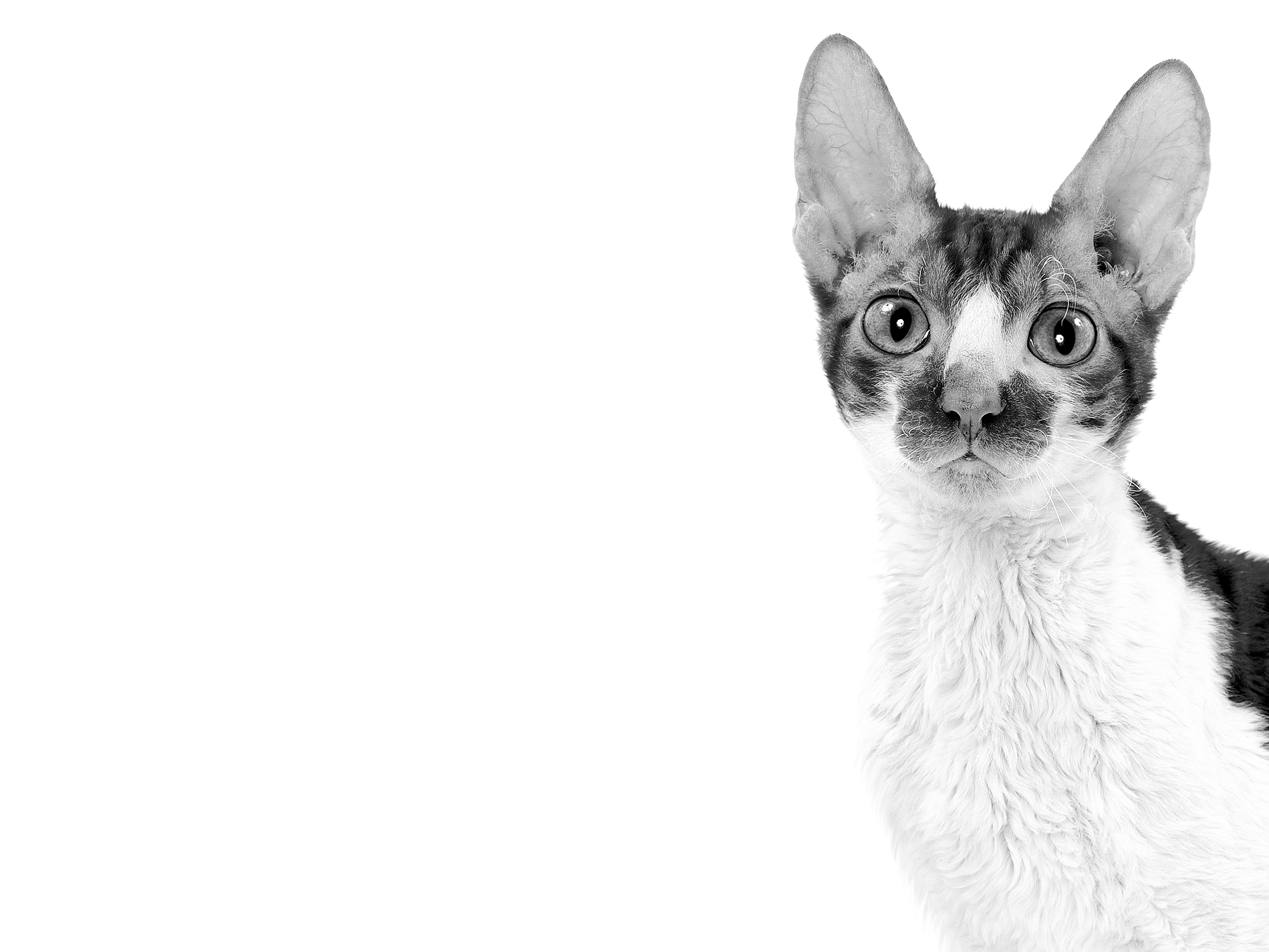 Cornish rex black and white