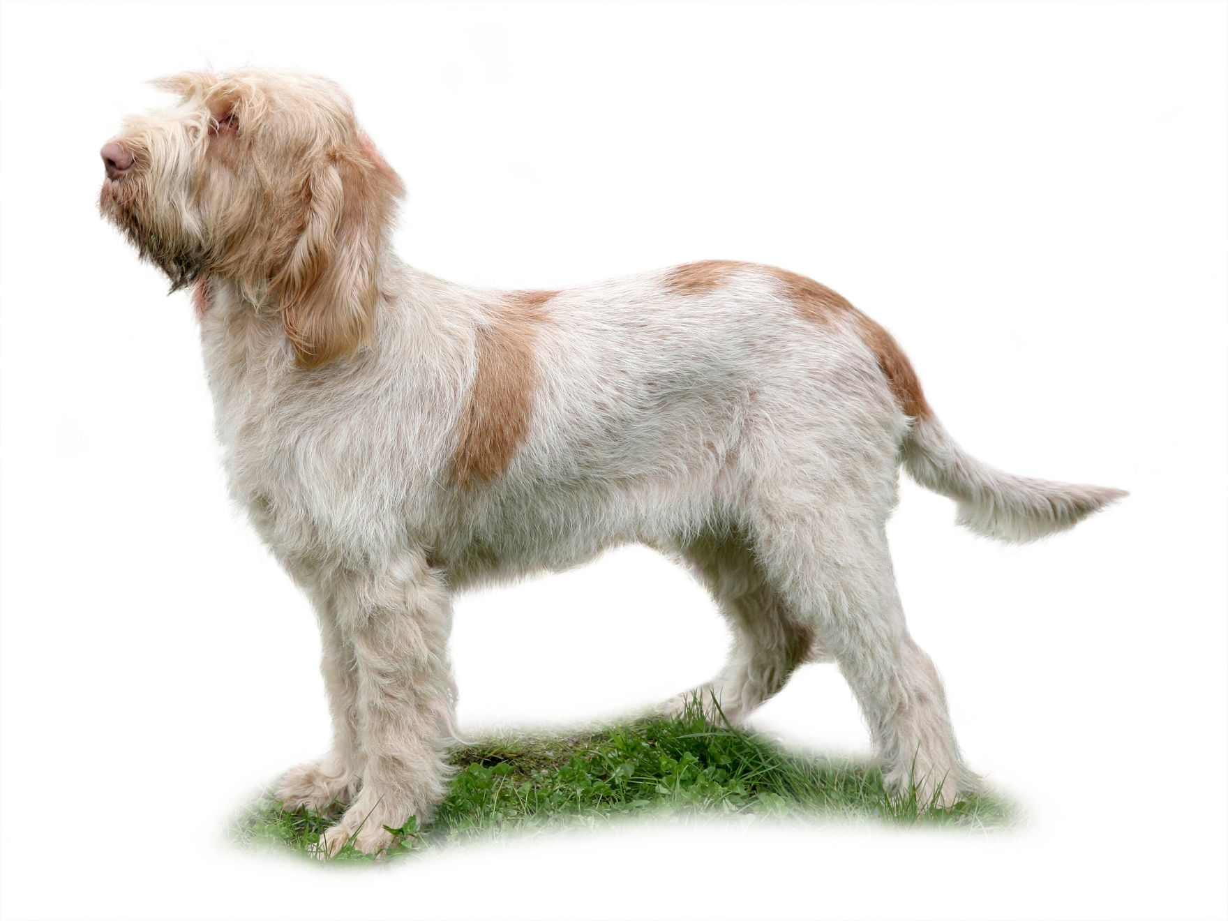 Italian Spinone adult standing