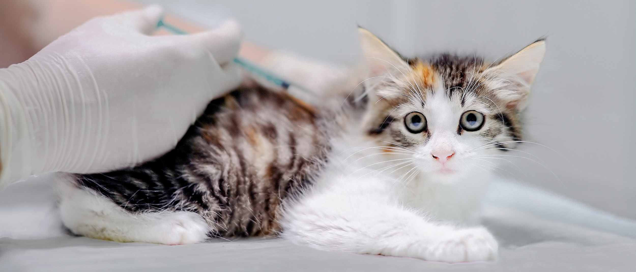 Kitten cat lying down on an examination table being given an injection.