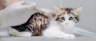 Kitten cat lying down on an examination table being given an injection.