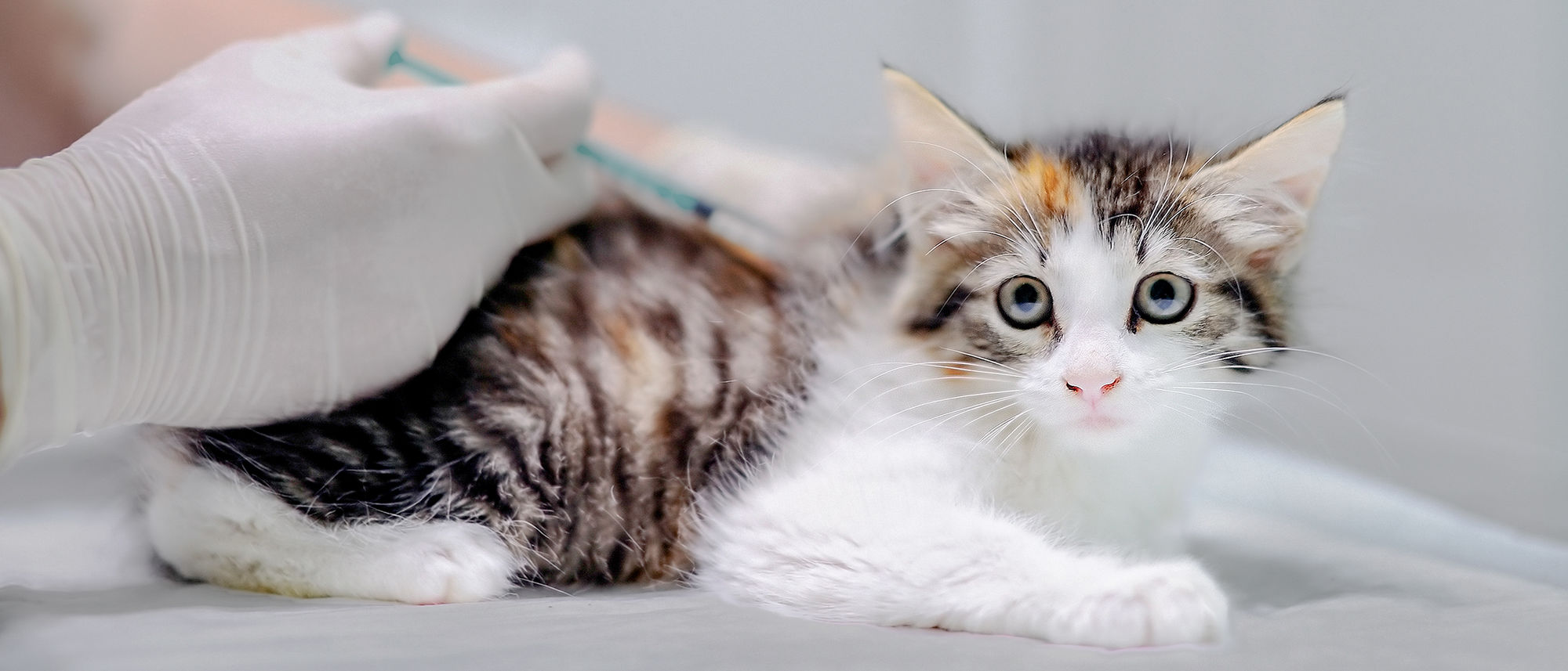 Young cat sitting on an examination table being checked over by a vet