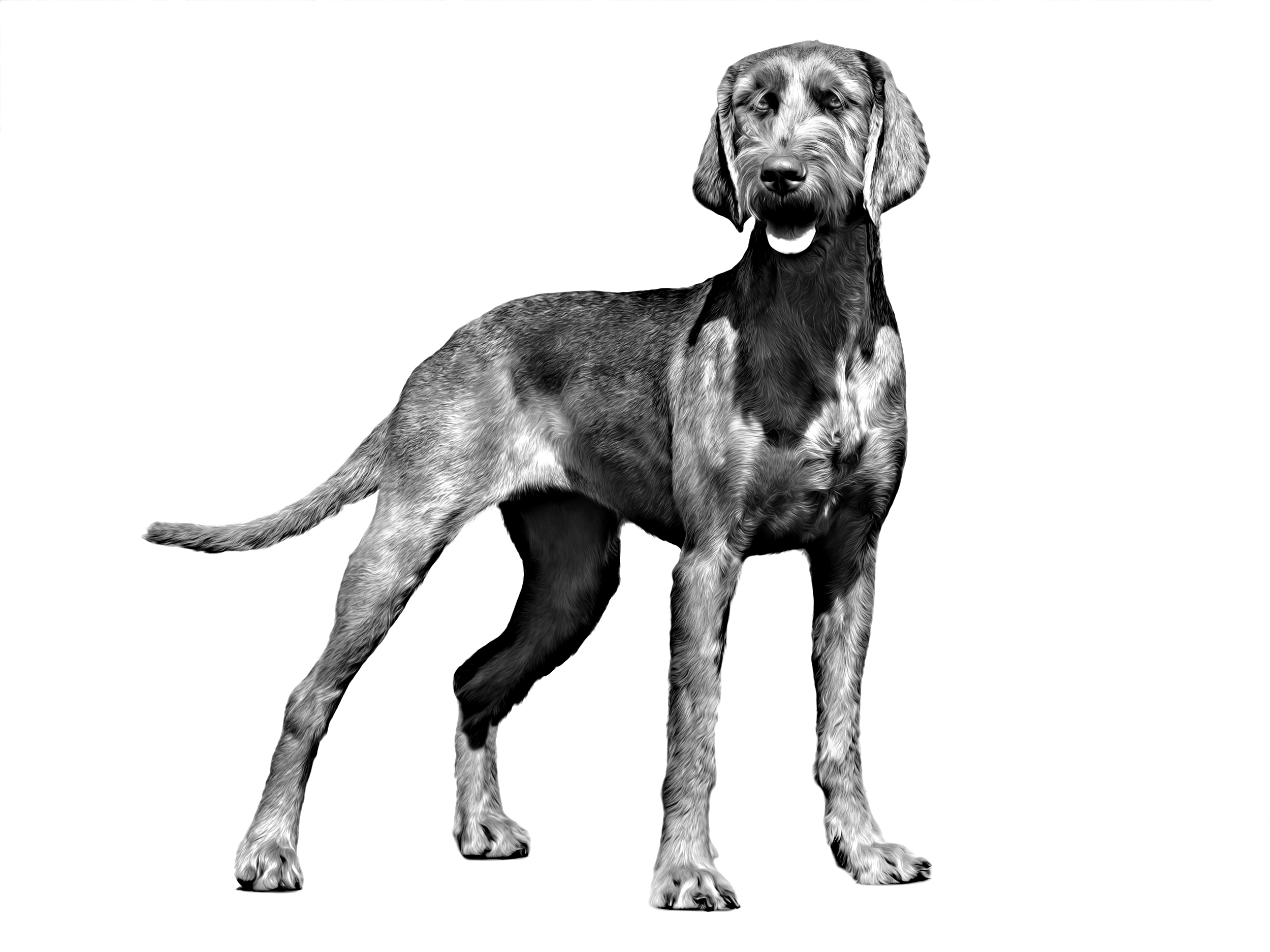 Hungarian Wire-Haired Pointer (Vizsla) adult black and white