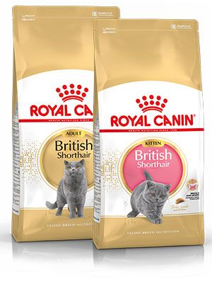 British shorthair cat packaging