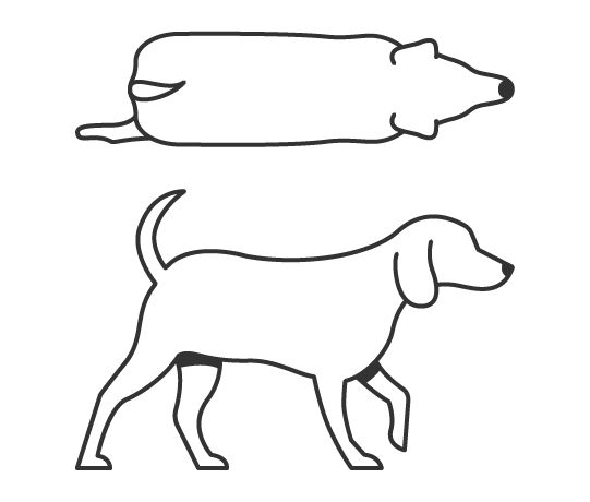 Dog body condition score 8