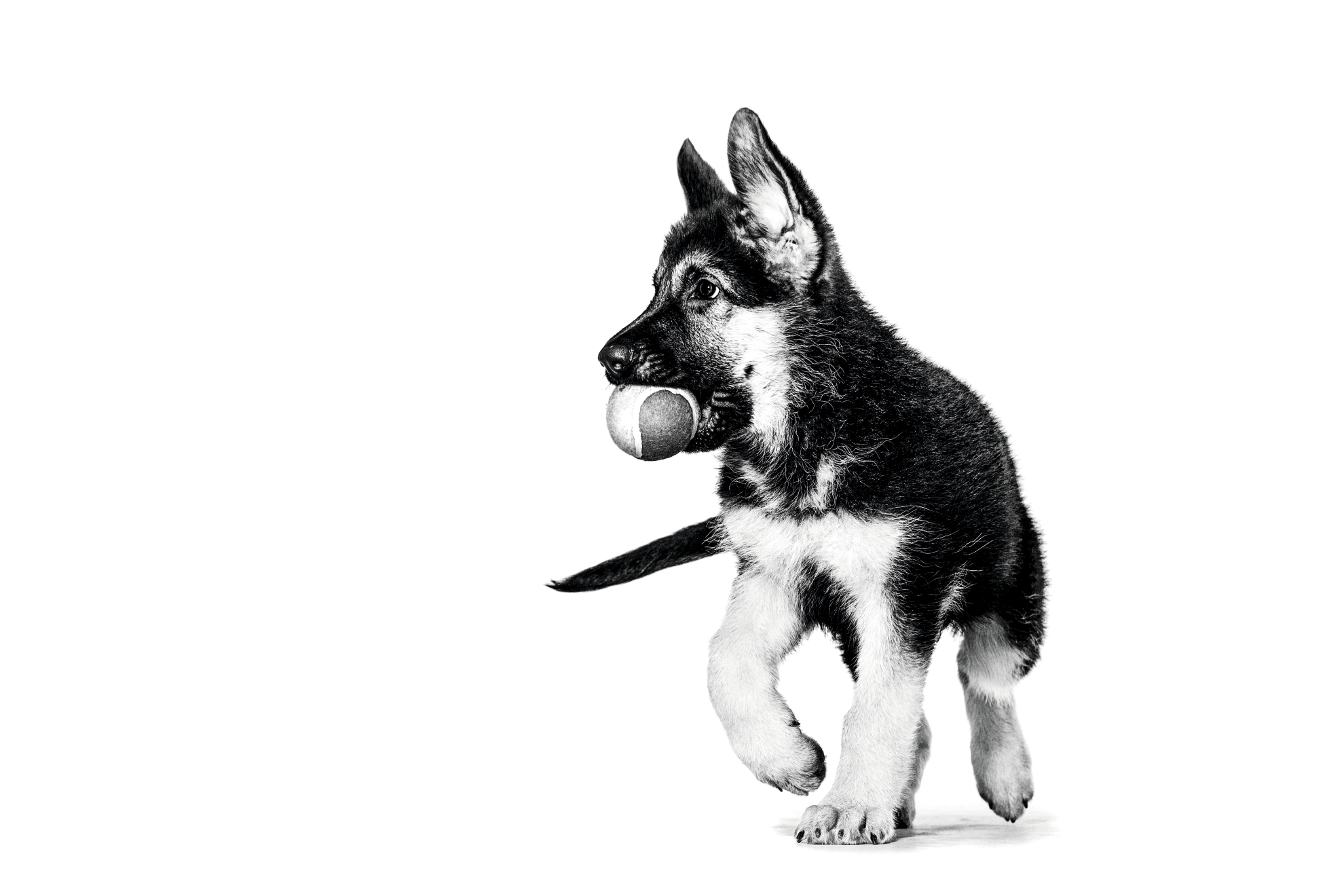 GERMAN_SHEPHERD_PUPPY_-_BRAND_-_BREED_EMBLEMATIC