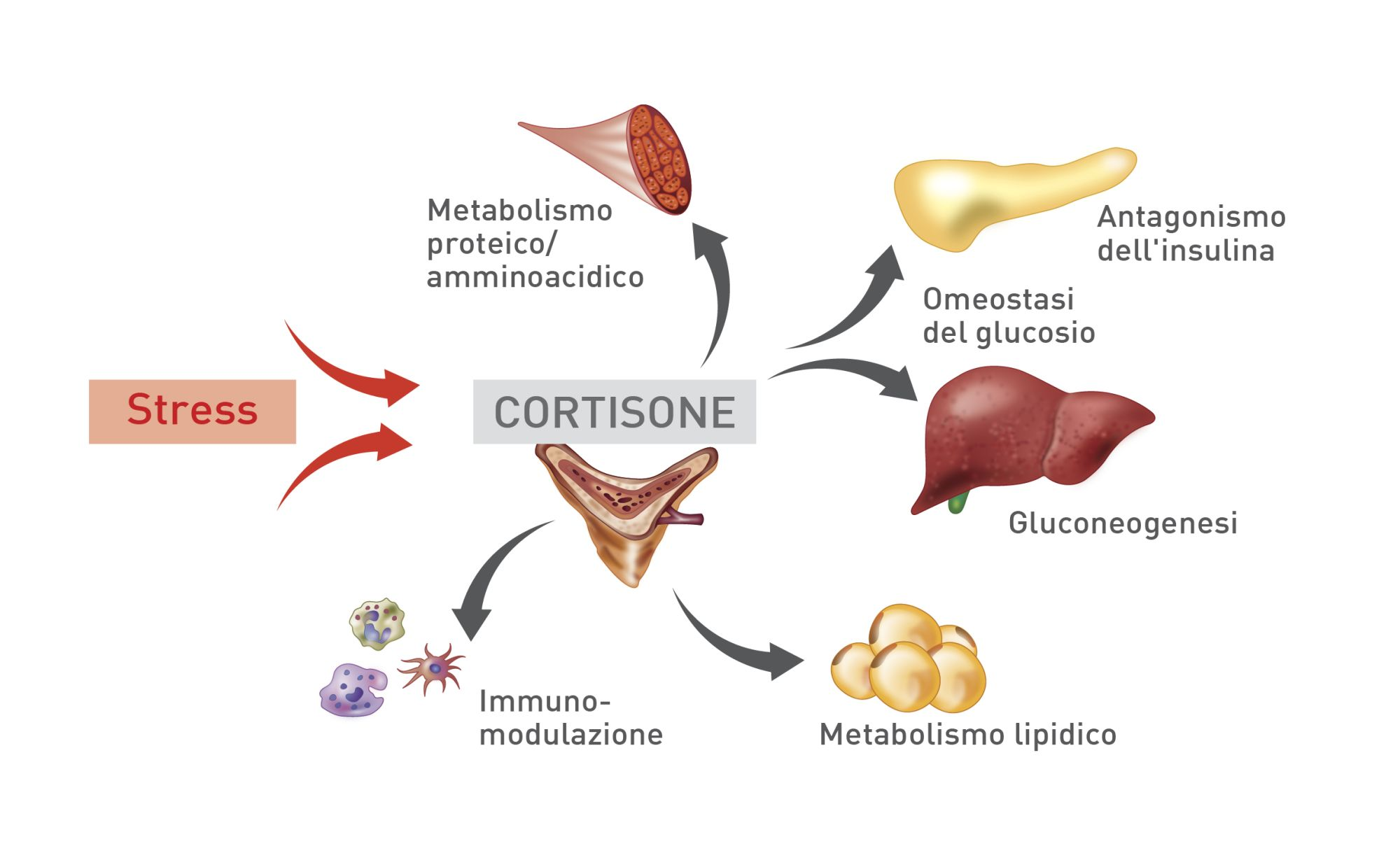 Effetti dei glucocorticoidi endogeni (cortisone) su vari tessuti corporei