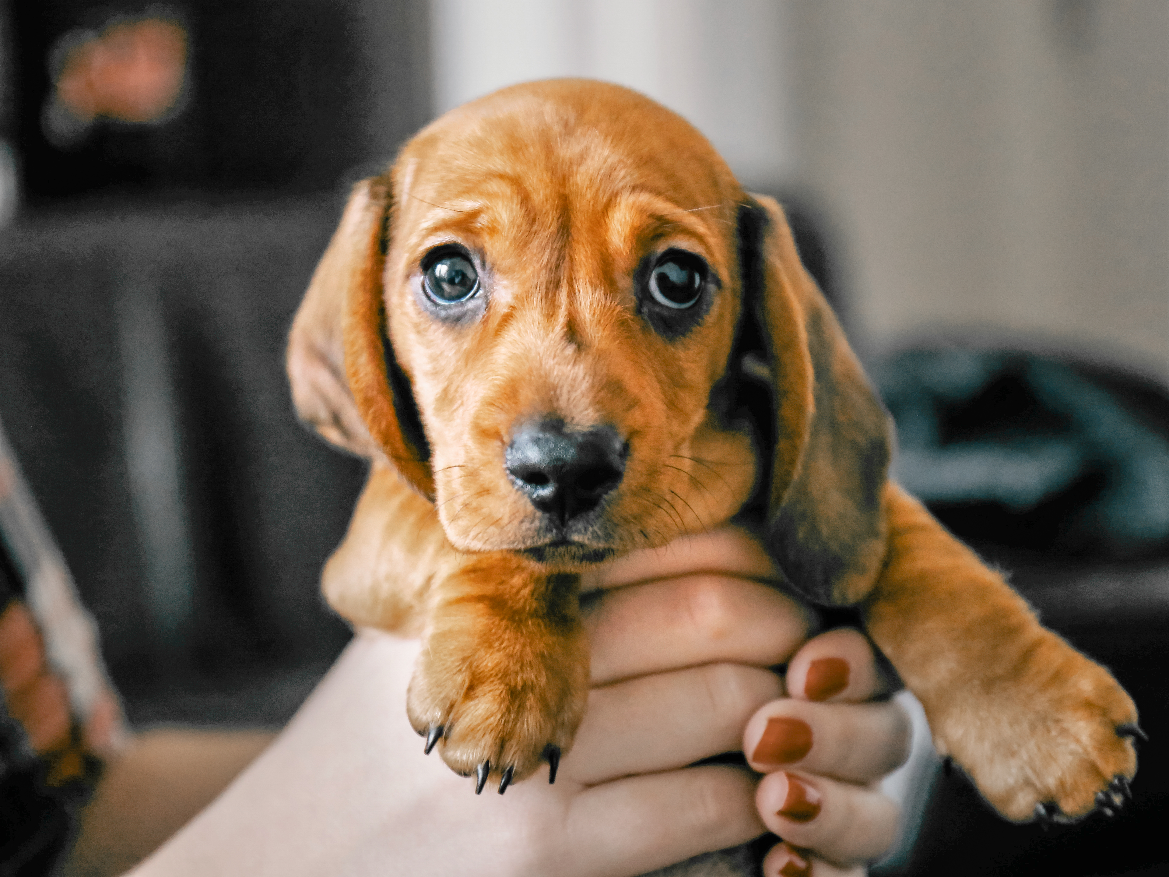 Dachshund puppy being held by owner