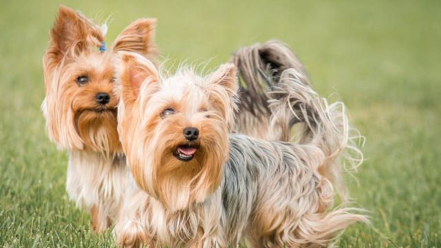 Kaksi yorkshirenterrieriä seisomassa nurmikolla