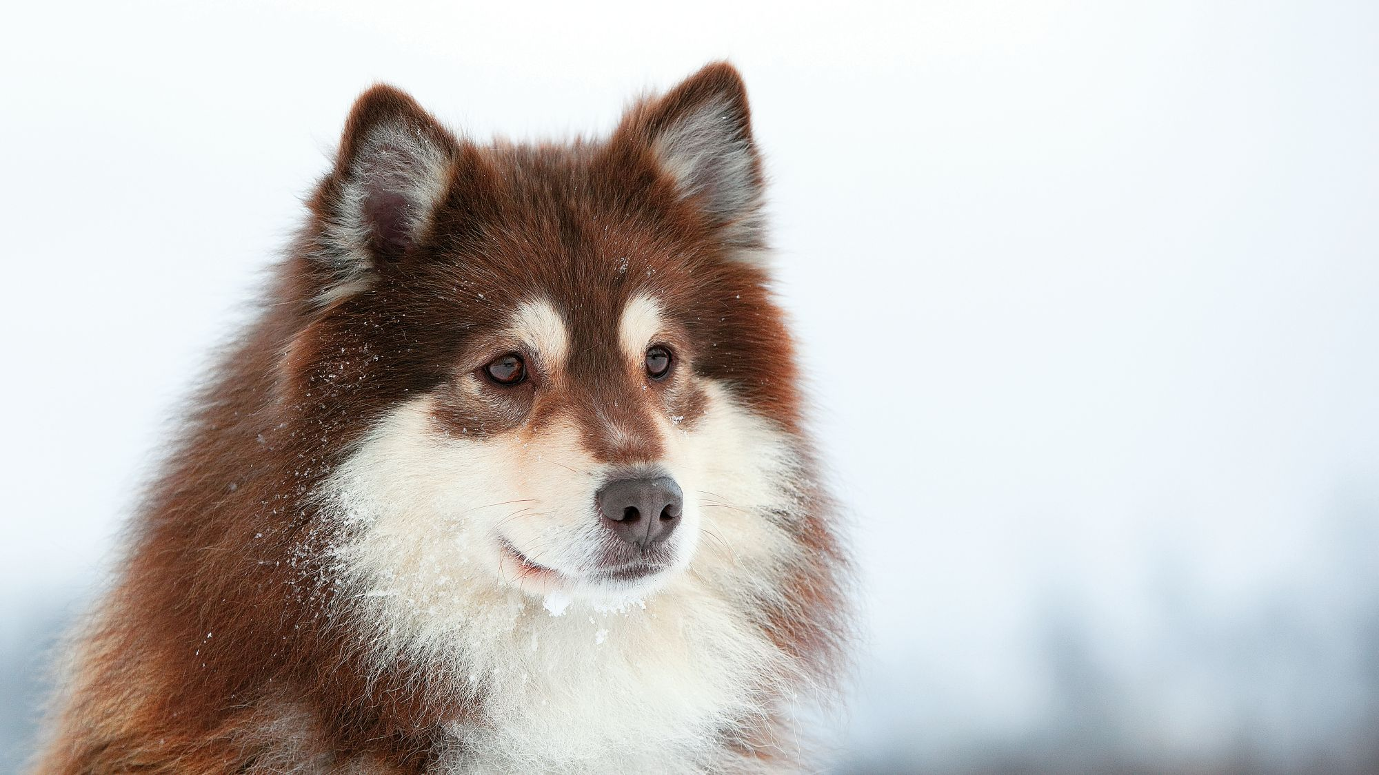 Close-up of a brown and white Finnish Lapphund, snow falling