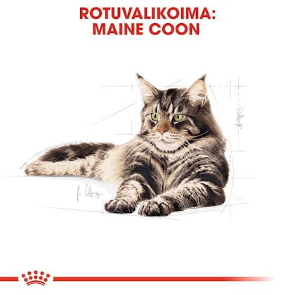 Maine Coon Adult dry | Royal Canin