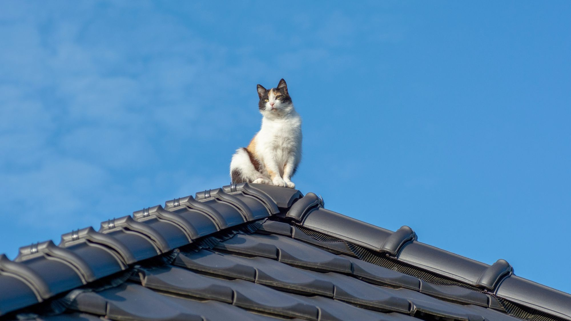 Katze sitzt auf Dach vor blauem Himmel