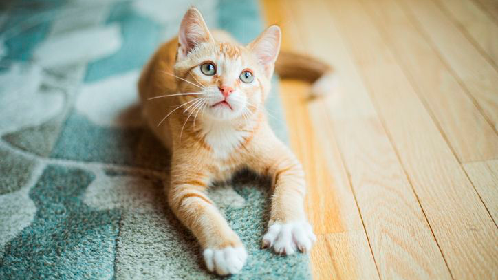 Little orange kitten with white paws lays with his front legs stretched out and looks up