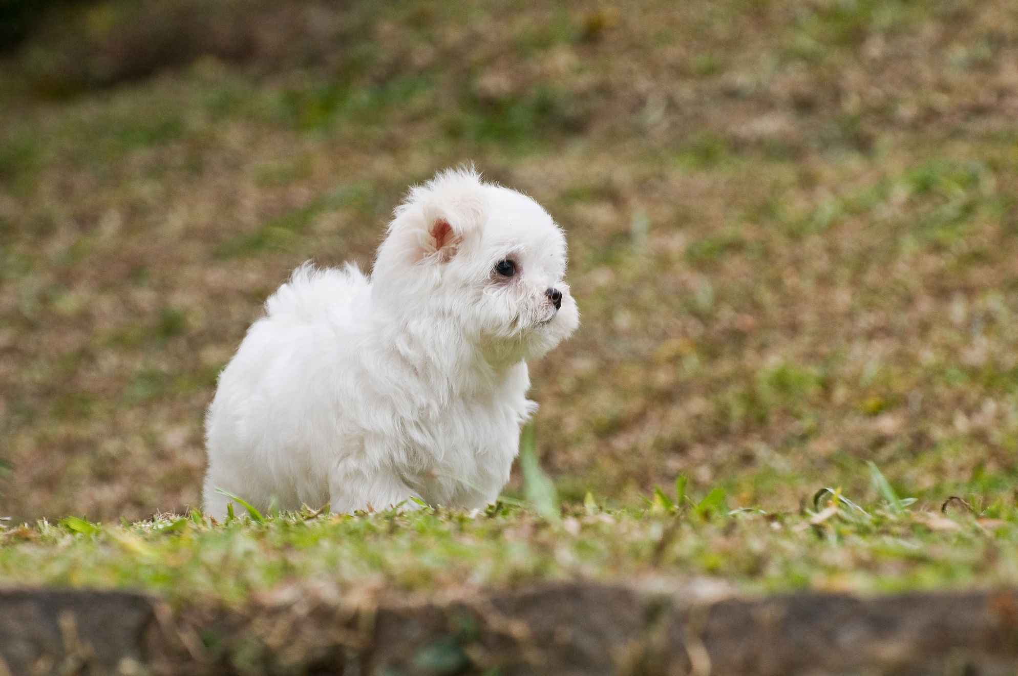 Maltese puppy walking in the fields