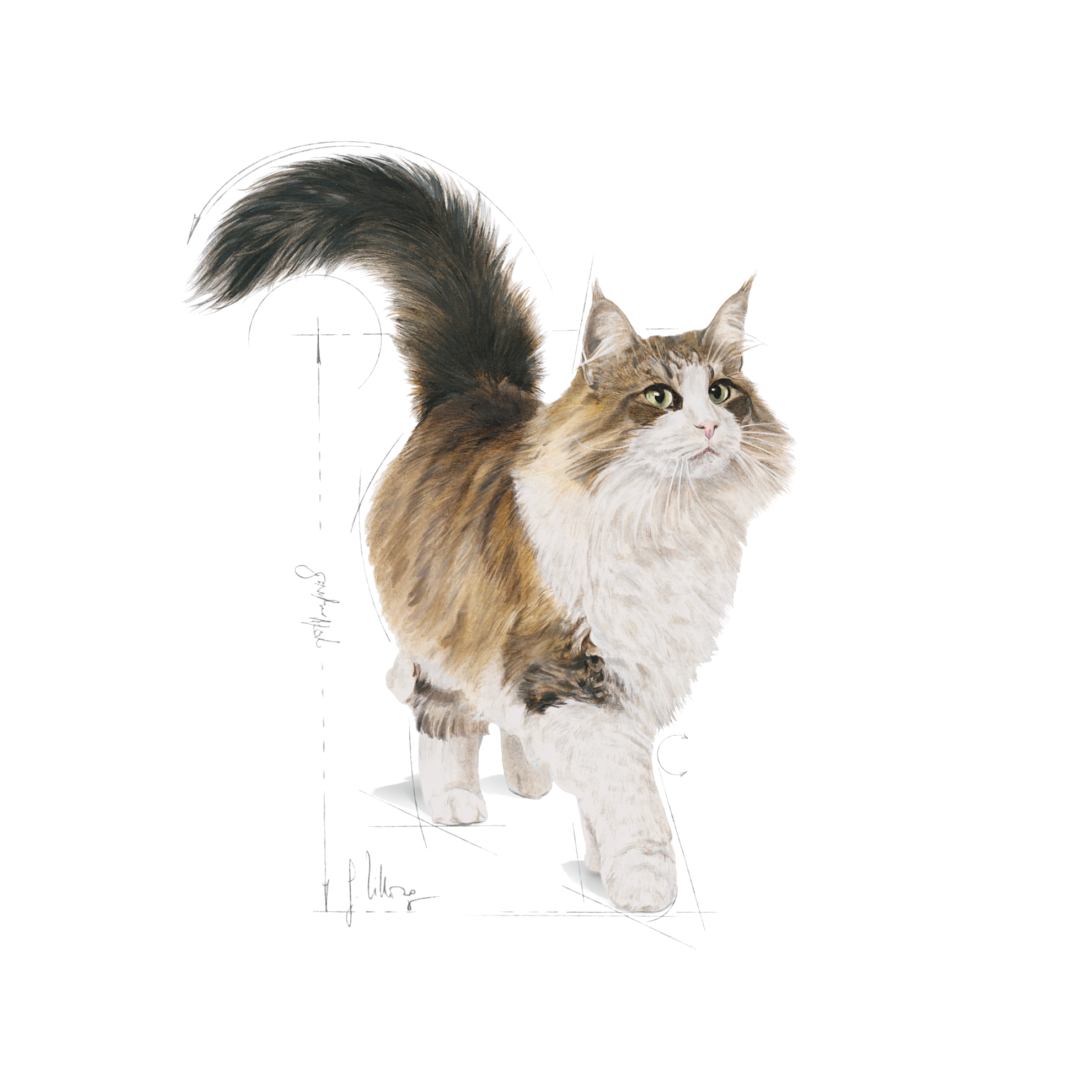 Instinctive Loaf | Royal Canin Indonesia