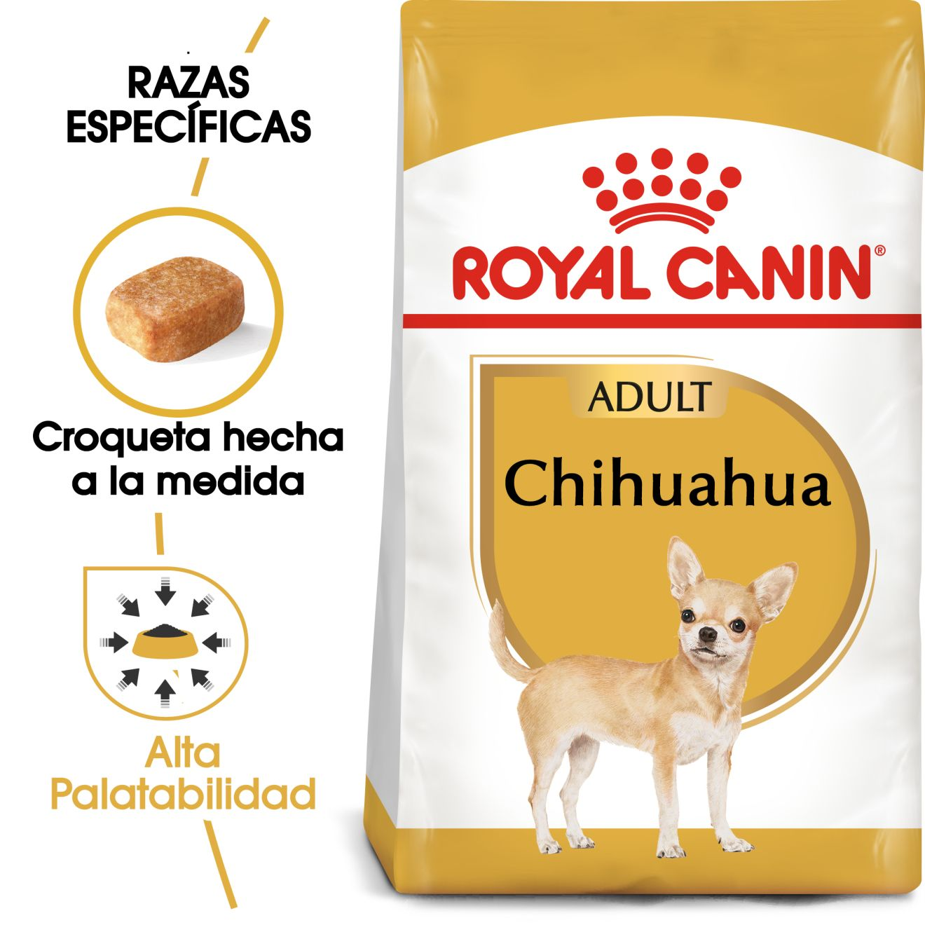 Chihuahua Adulto
