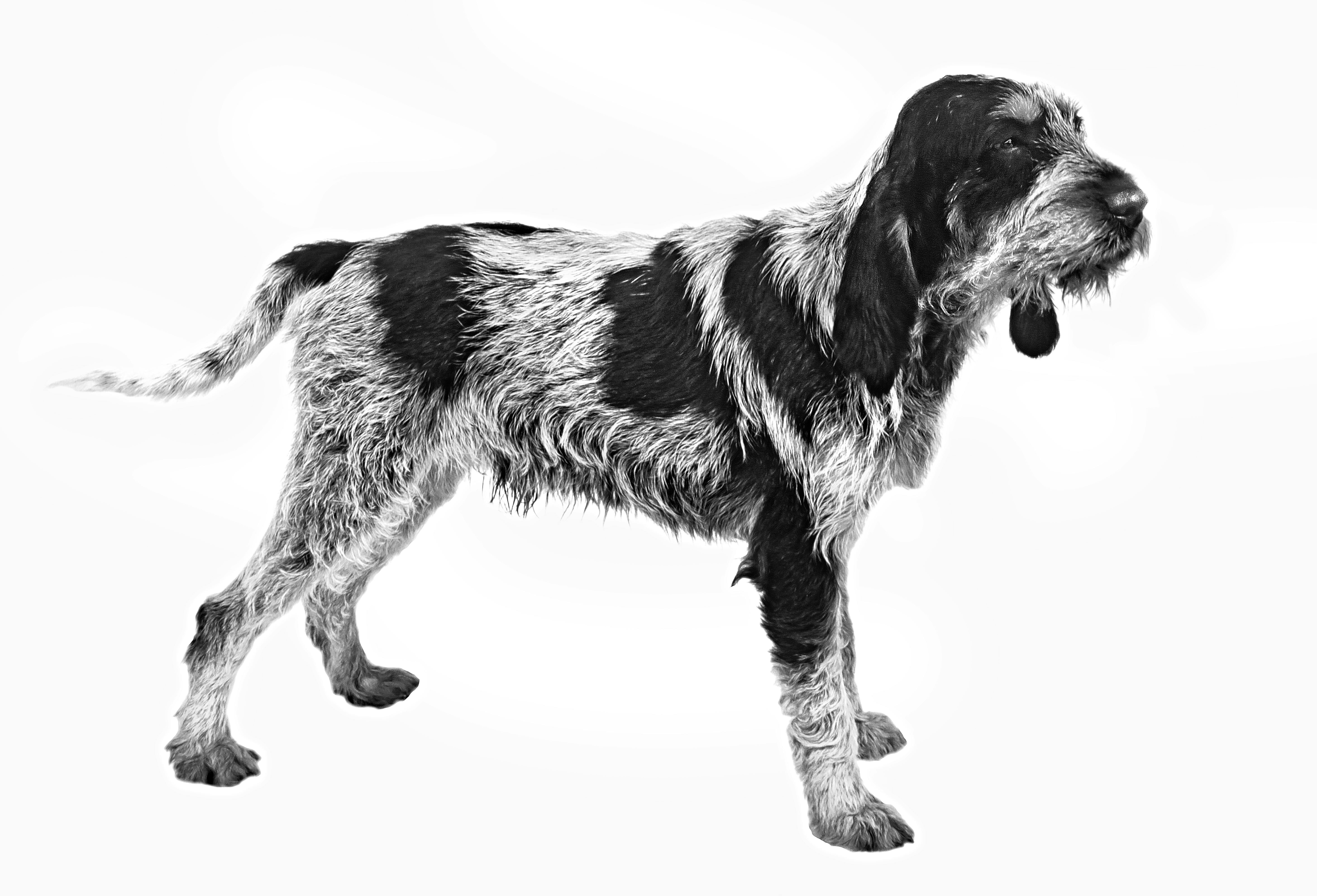 Blue Gascony Griffon Royal Canin