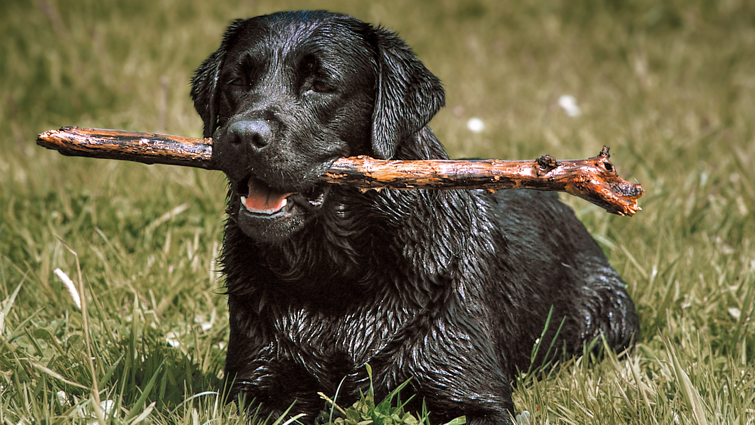 Labrador Retriever adult lying down in grass with a stick