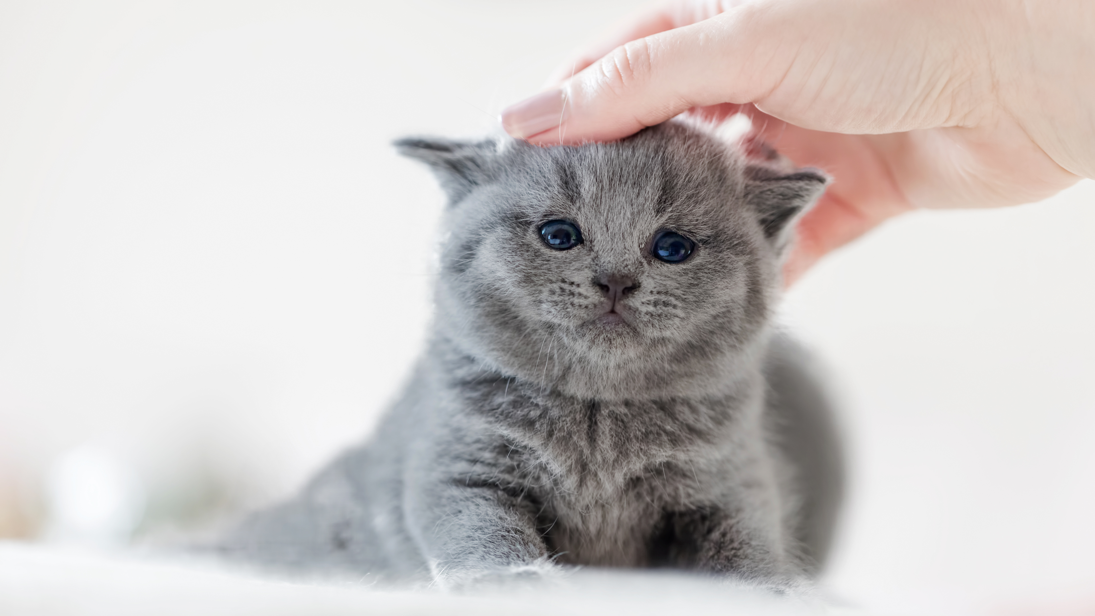 British Shorthair kitten being stroked by owner