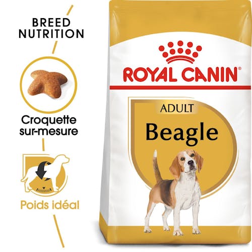 Beagle Adulte