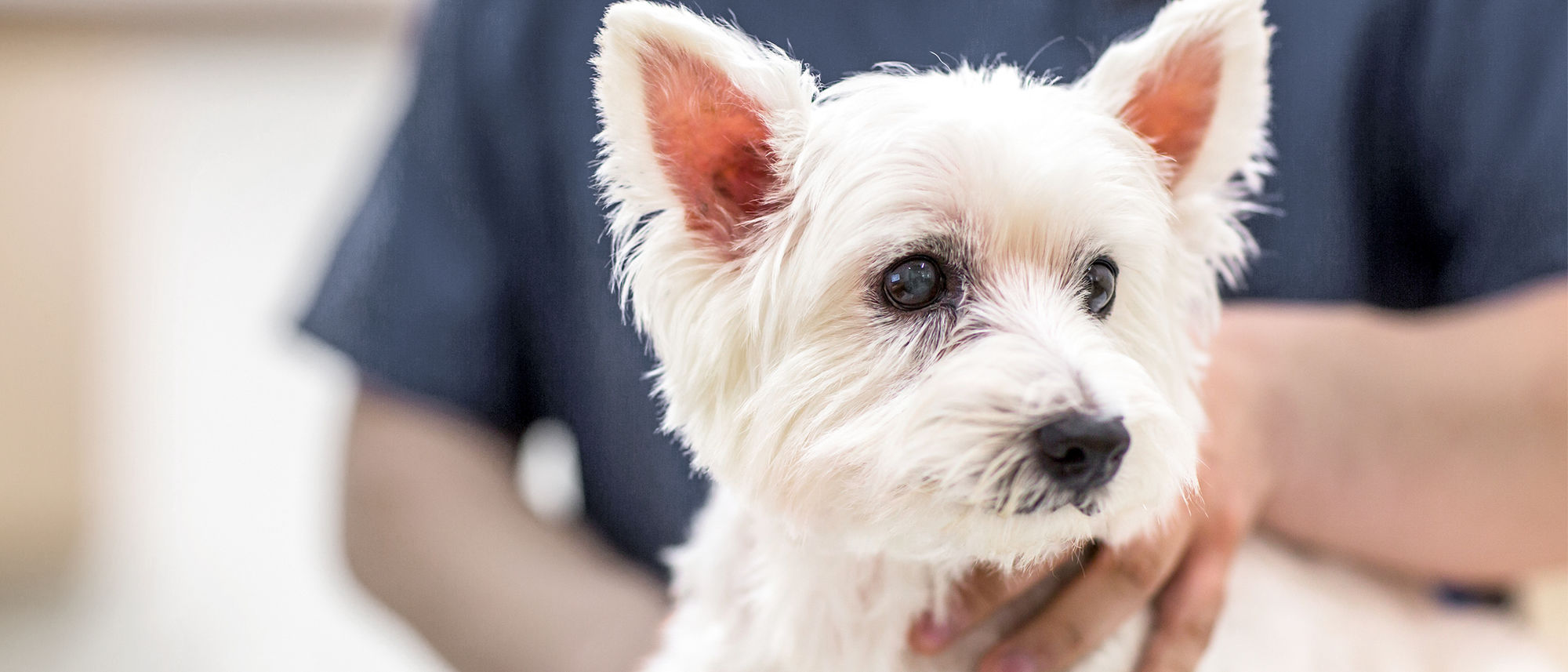 West Highland white terrier at veterinary facility