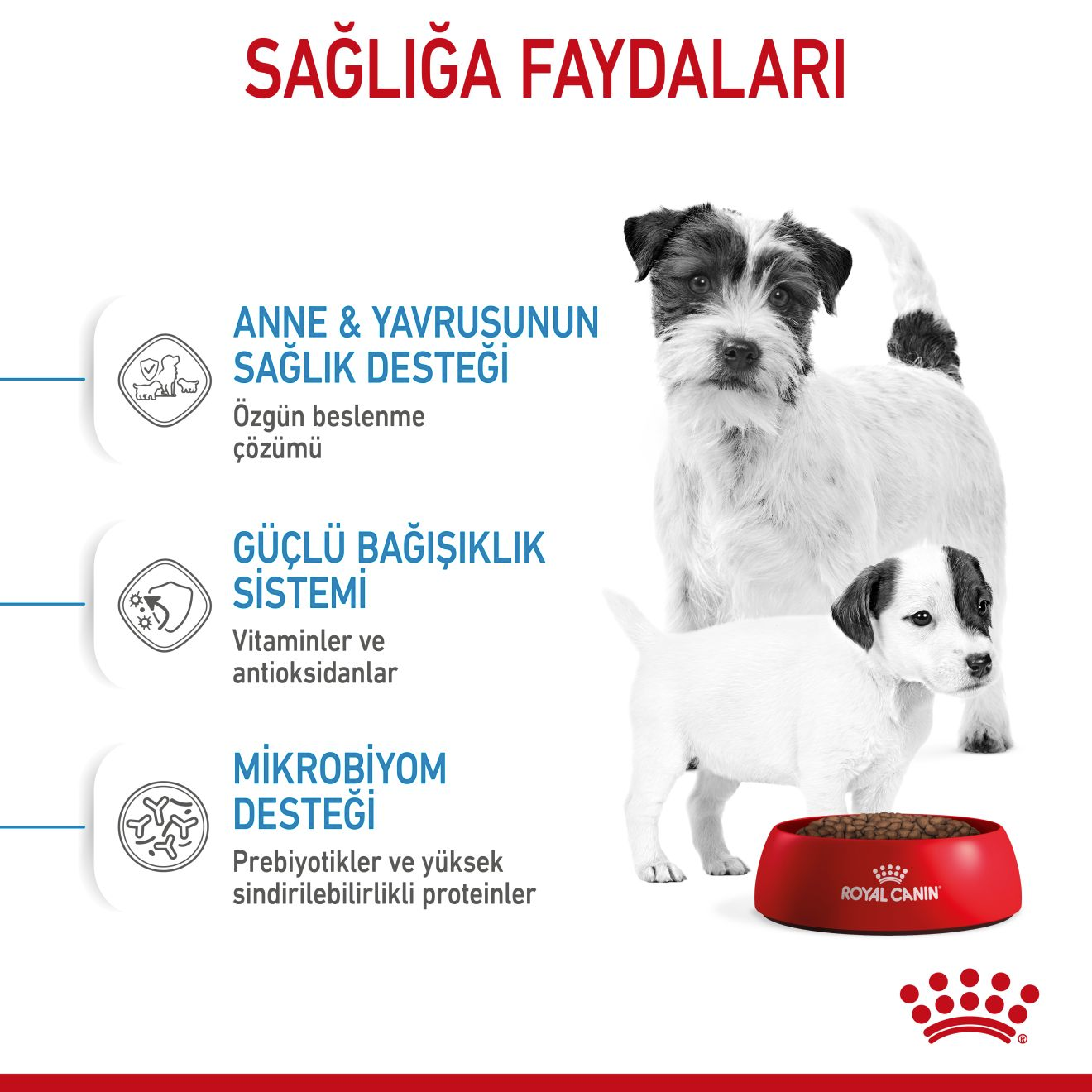 Starter royal canin outlet mini