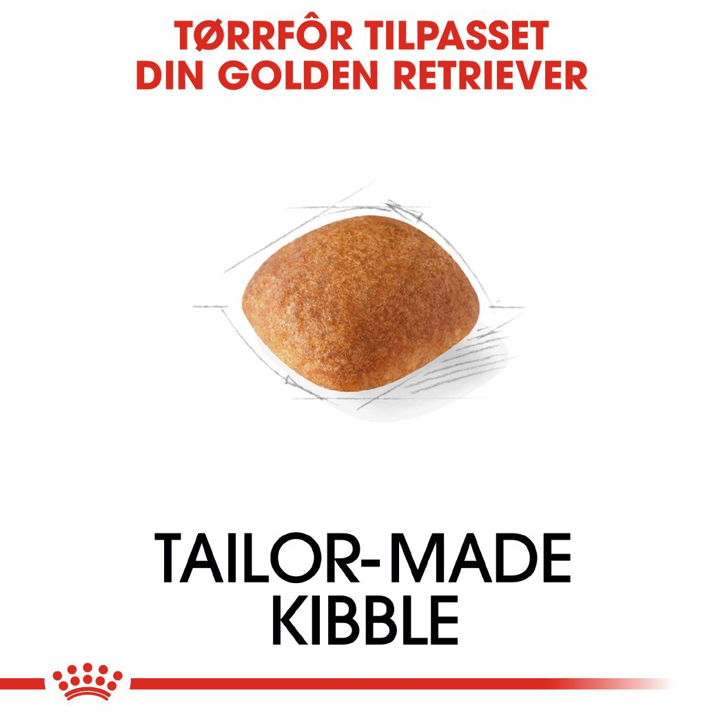 Golden Retriever Adult