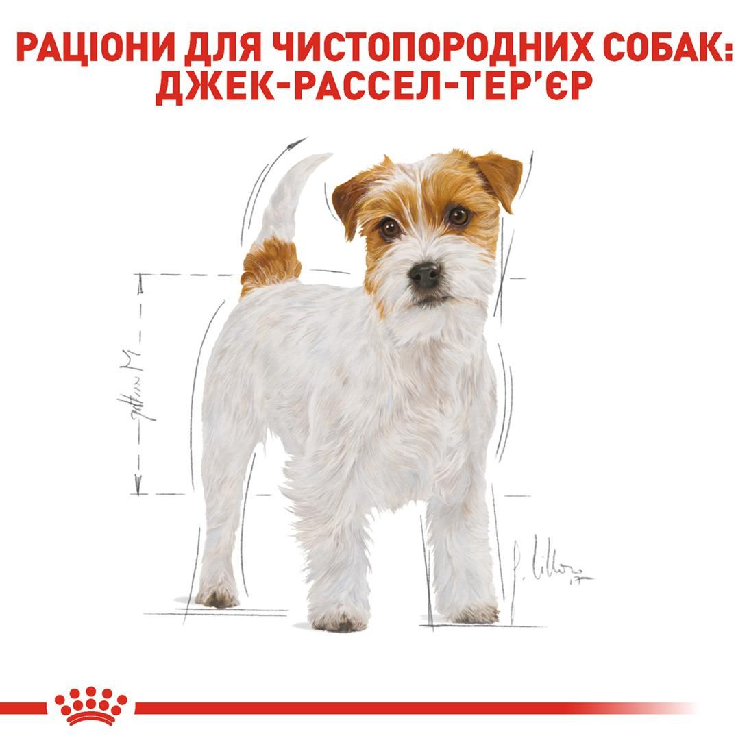 Jack Russel Adult
