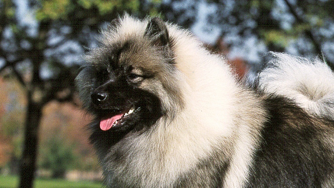 Close-up side view of beige and black Spitz