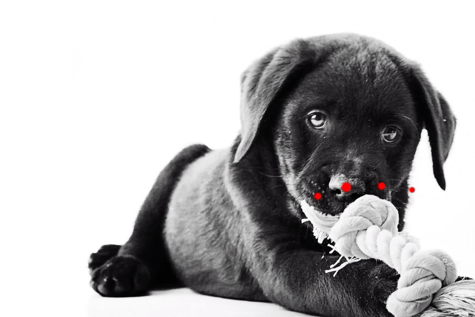 Labrador Retriever-puppy in zwart-wit