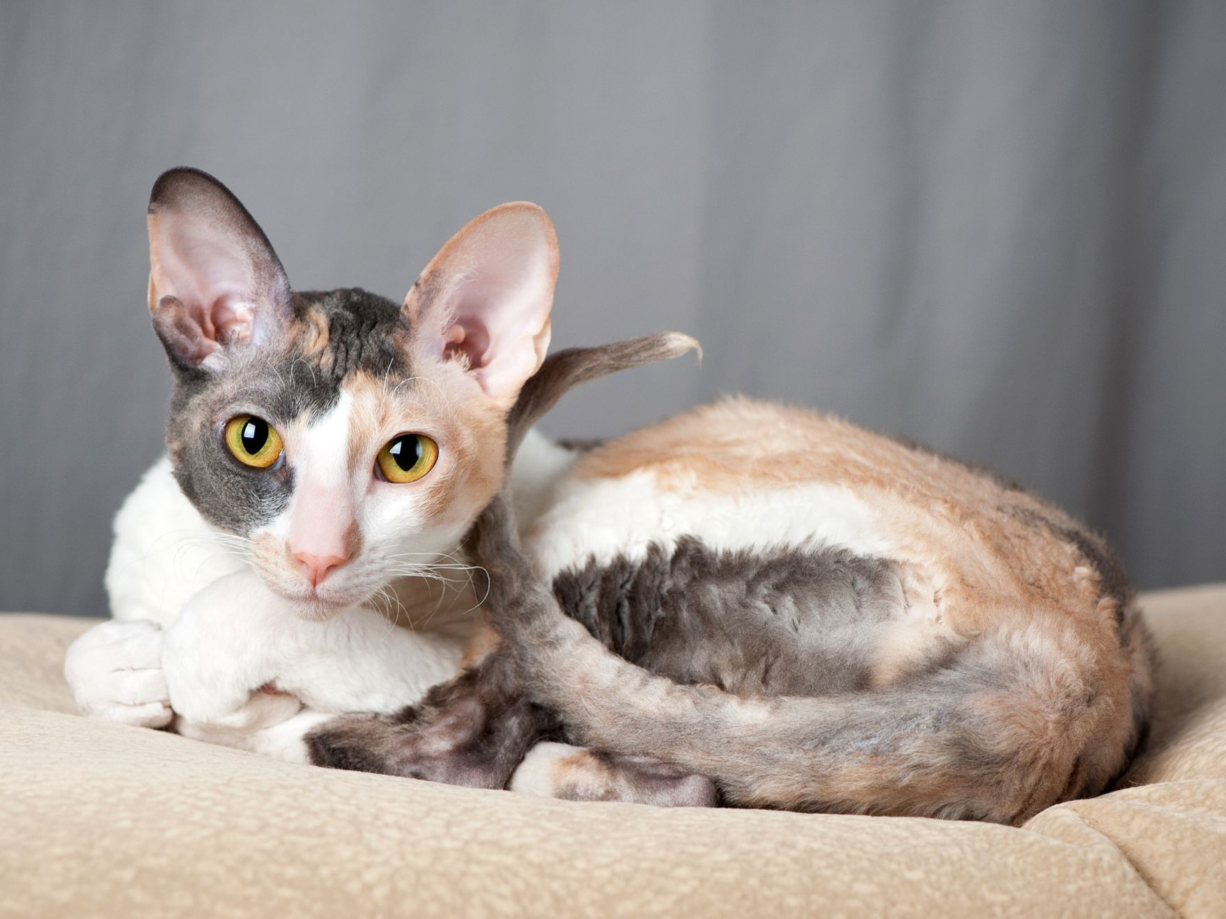 Gato cornish rex en casa