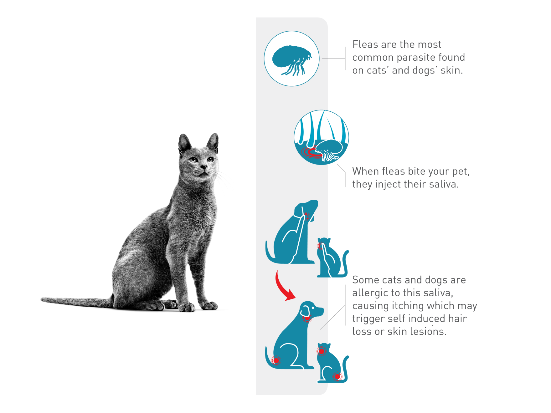 Skin sensitivities | Royal Canin NZ